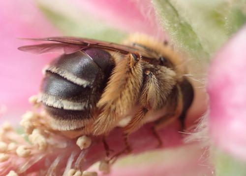 Réf. 180 637 : Eucera sp.